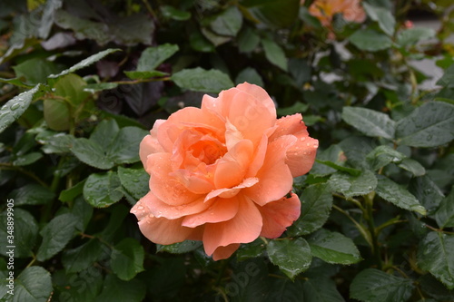 orange rose on a rainy day