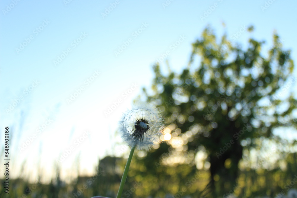 Fototapeta premium flower