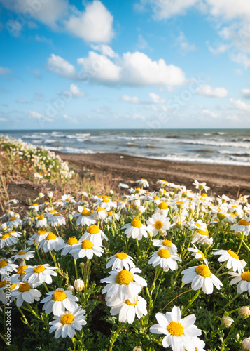 Photography Chamomile flowers along Ladispoli beach during spring season, Rome