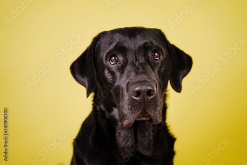 portrait of beautiful black labrador over yellow background. Colorful, spring or summer concept