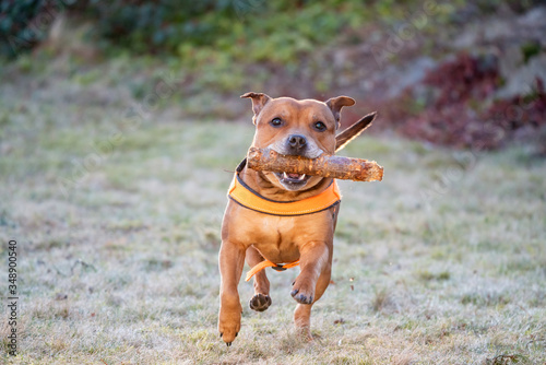 Playful red staffordshire bull terrier with orange harness and stick in his mouth outdoors with happy expression in his face. Animal, pet and dog concept.