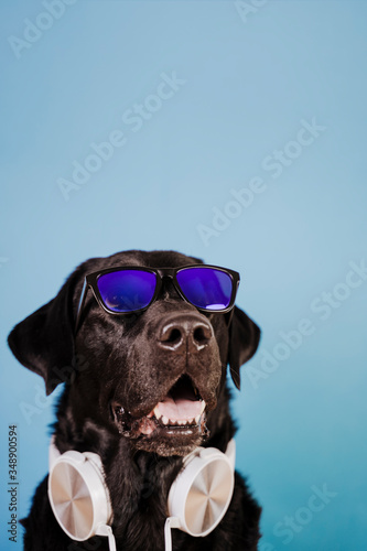 portrait of beautiful black labrador dog wearing white headset and sunglasses over blue background. Colorful and spring concept © Eva