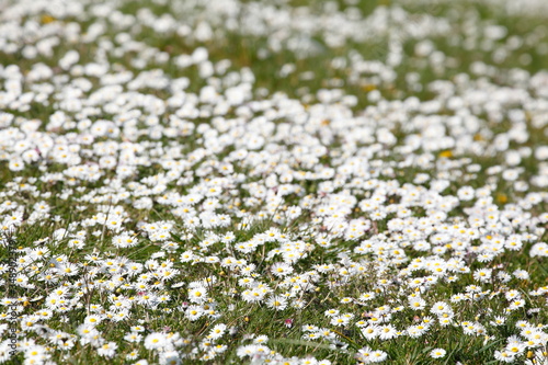 Bl  hende G  nsebl  mchen  Blumenwiese  Hintergrundbild  Deutschland  Europa