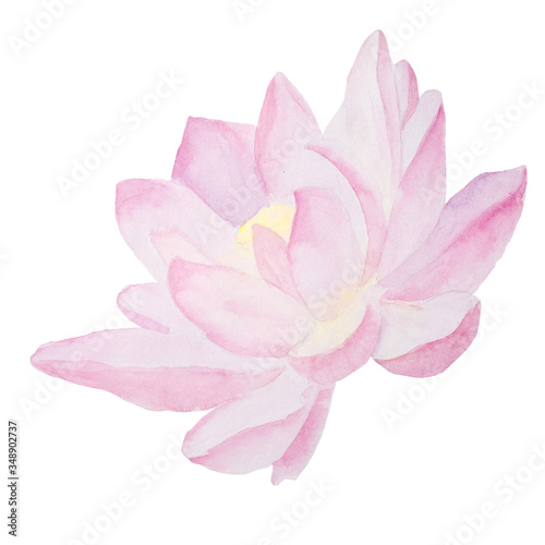 pink lily flower, pink lily isolated on white