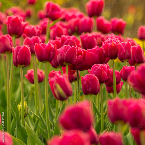 Red tulips against green foliage.
