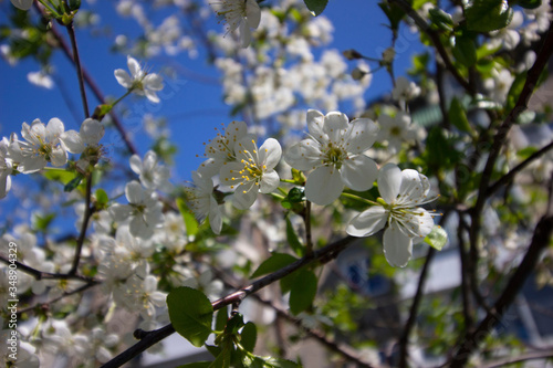 A flowering tree covered with small white flowers in May.