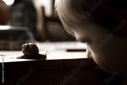 Boy with Roman snail on wood table.  Edible snail or escargot, is a species of large,  a terrestrial pulmonate gastropod mollusk in the family Helicidae. Also Helix pomatia, , Burgundy snail photo