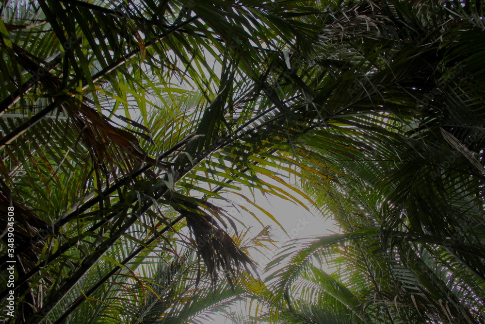 view through palm leaves on a bright and clear sky in Asia view through palm leaves on a bright and clear sky in Asia