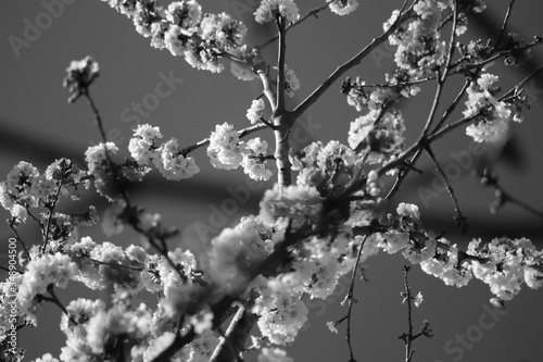 cherry blossoms