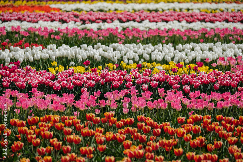 Spring tulip fields in Holland, colorful flowers in Netherlands. Group of colorful tulips. Selective focus. Colorful tulips photo background.
