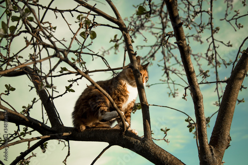 A  suspicious cat lurks.staring into the distance.   Menacing gaze hiding in the trees. Cat hameleon. Vintage image style.