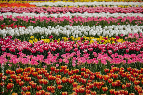Spring tulip fields in Holland, colorful flowers in Netherlands. Group of colorful tulips. Selective focus. Colorful tulips photo background. © Russ March
