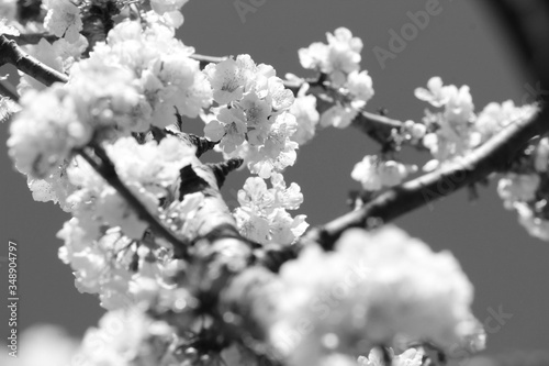 cherry blossoms
