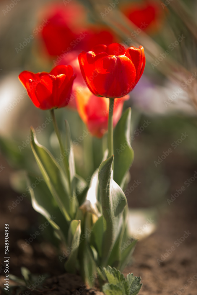 Straight bright red tulips grows in to the wild. Early spring flowers. Vintage blur image effect.