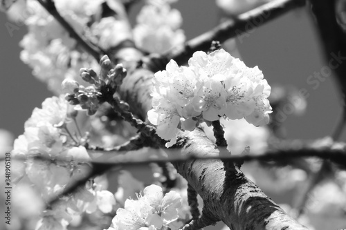 cherry blossoms