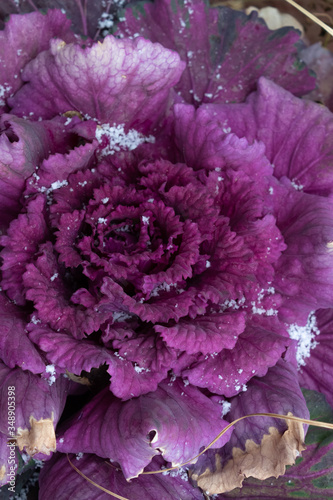 Ornamental cabbage with a dusting of snow, winter landscape feature plant, vertical aspect