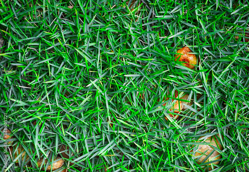 Grass on the lawn with some pebbles