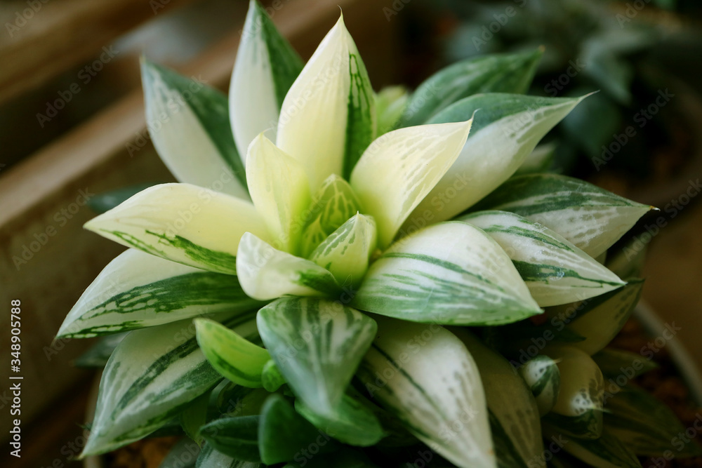 Closeup a Potted Haworthia Retusa Variegated Succulent Plant with Selective Focus Closeup a Potted Haworthia Retusa Variegated Succulent Plant with Selective Focus