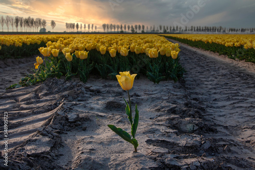 One yellow tulip in front of field, sand an dutch tulips, golden sunrise in holland with tulips in front. depht of field, farming typical Dutch photo