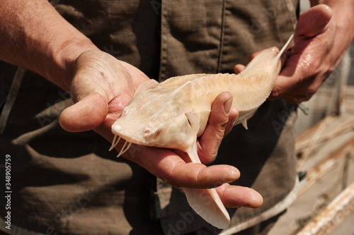 Albino Sterlet (Acipenser ruthenus) in the hands of a fisherman. Wildlife animal. Fish farm. Cultivation, care, obtaining caviar. Natural habitat. photo