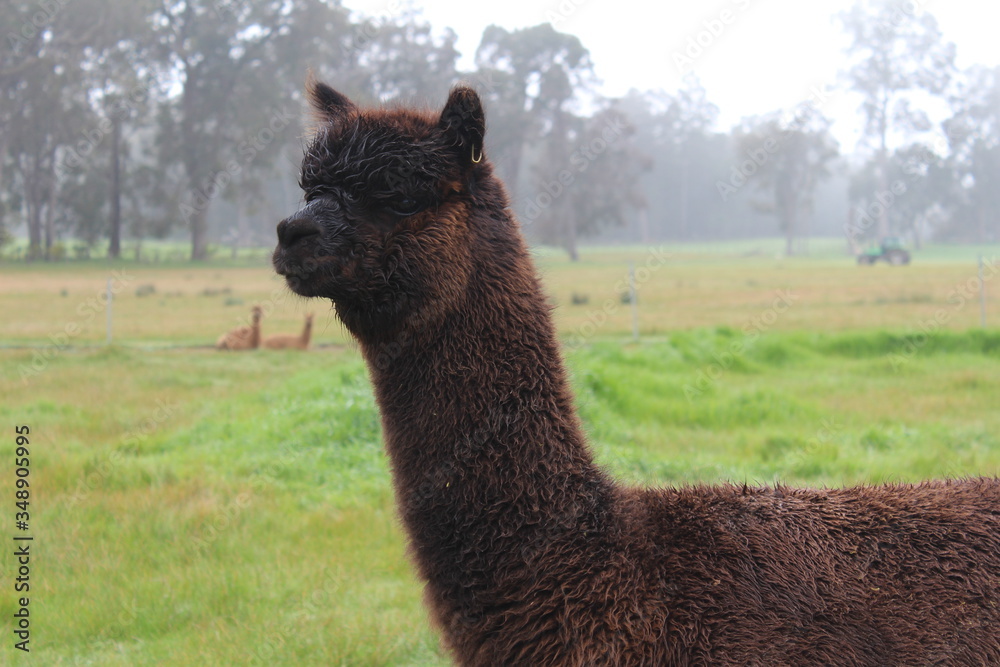 Obraz premium alpaca standing in a field