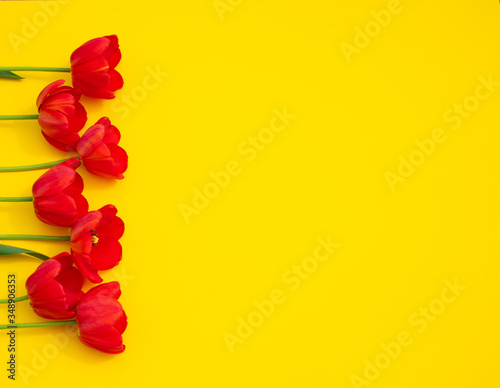 Seven red tulips lie in a row on a yellow background: space for text
