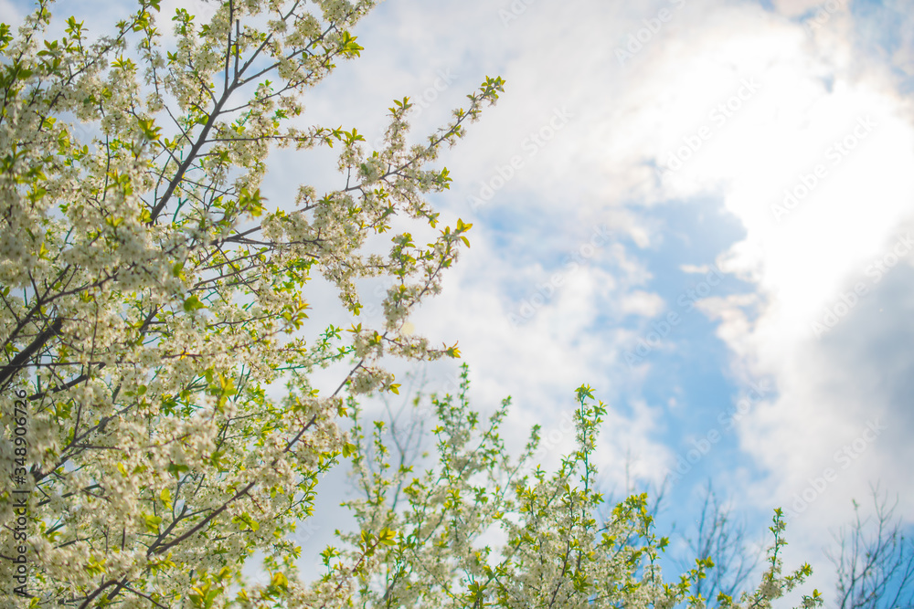 Branches of a blooming Apple tree against a blue sky and clouds: seamless pattern, background, place for text Branches of a blooming Apple tree against a blue sky and clouds: seamless pattern, background, place for text