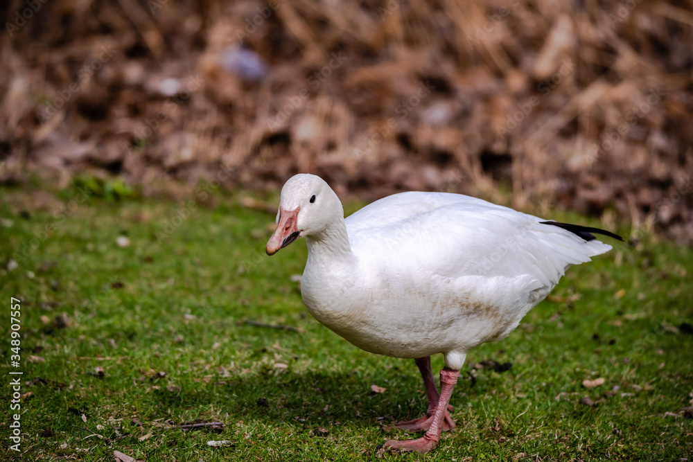 Snow Goose Snow Goose