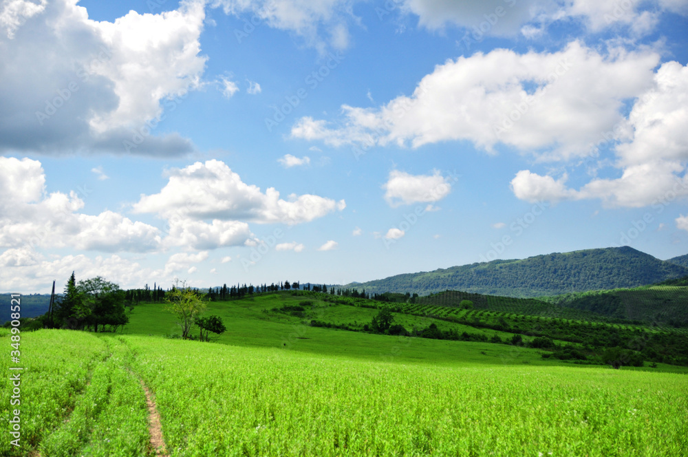 landscape with green field and blue sky