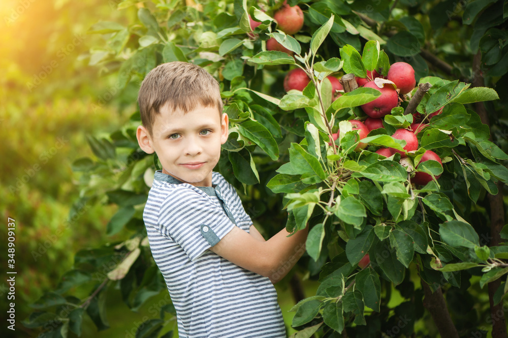 Cute boy holds a branch of an apple tree. Large red apples on a branch Cute boy holds a branch of an apple tree. Large red apples on a branch