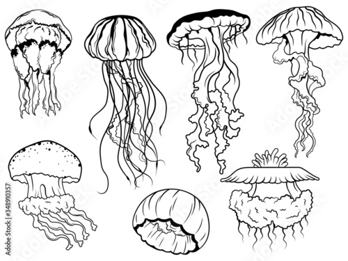 Set of jellyfish. Collection of different swimming marine creatures. Marine inhabitants. Vector illustration medusa on a white background.