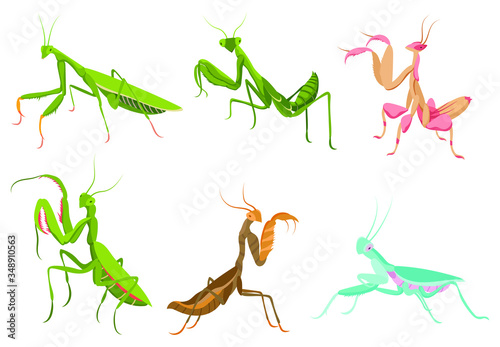 Set of praying mantis. Сollection of colorful mantis in various poses. Set of standing insects. Large predator mantis. Colorful illustration of insect on a white background. photo