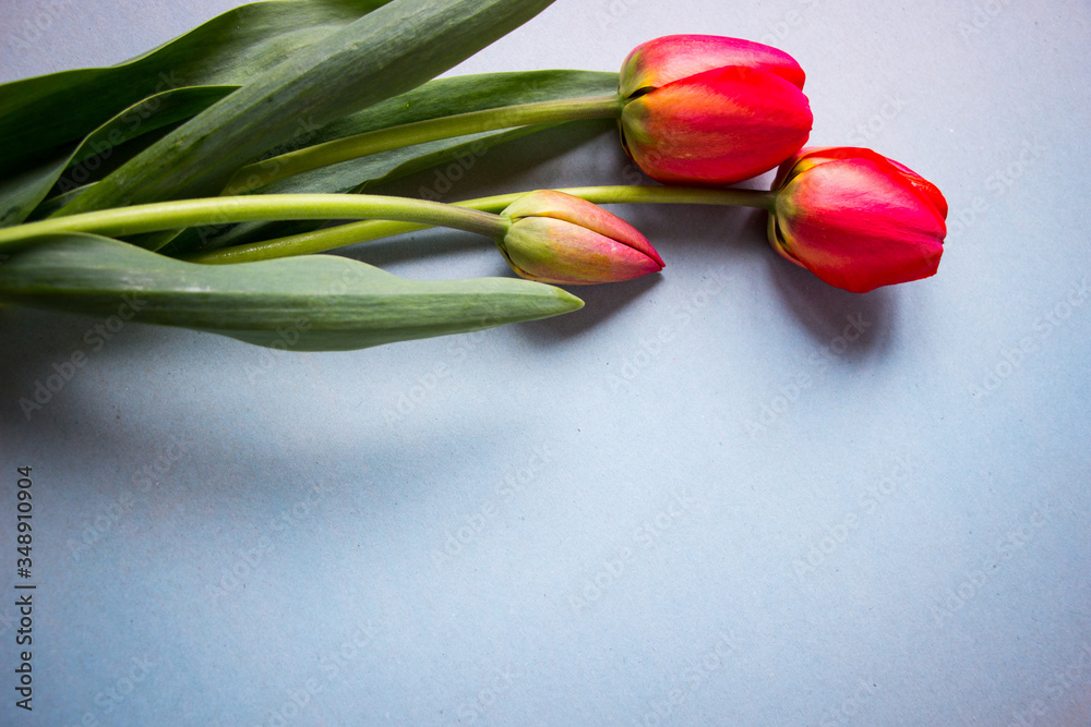 red tulips lie on a blue background red tulips lie on a blue background