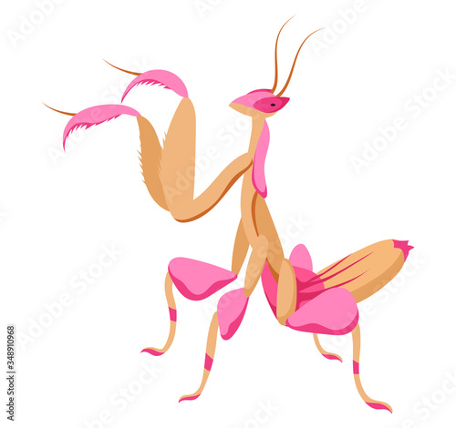 Illustrations of praying mantis. Large predatory insect with feathers to capture food. Big beetle predator. Color illustration of a cartoon mantis.