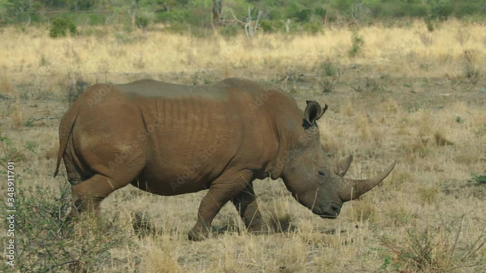 Wild Rhino walking through desert in Africa Wild Rhino walking through desert in Africa