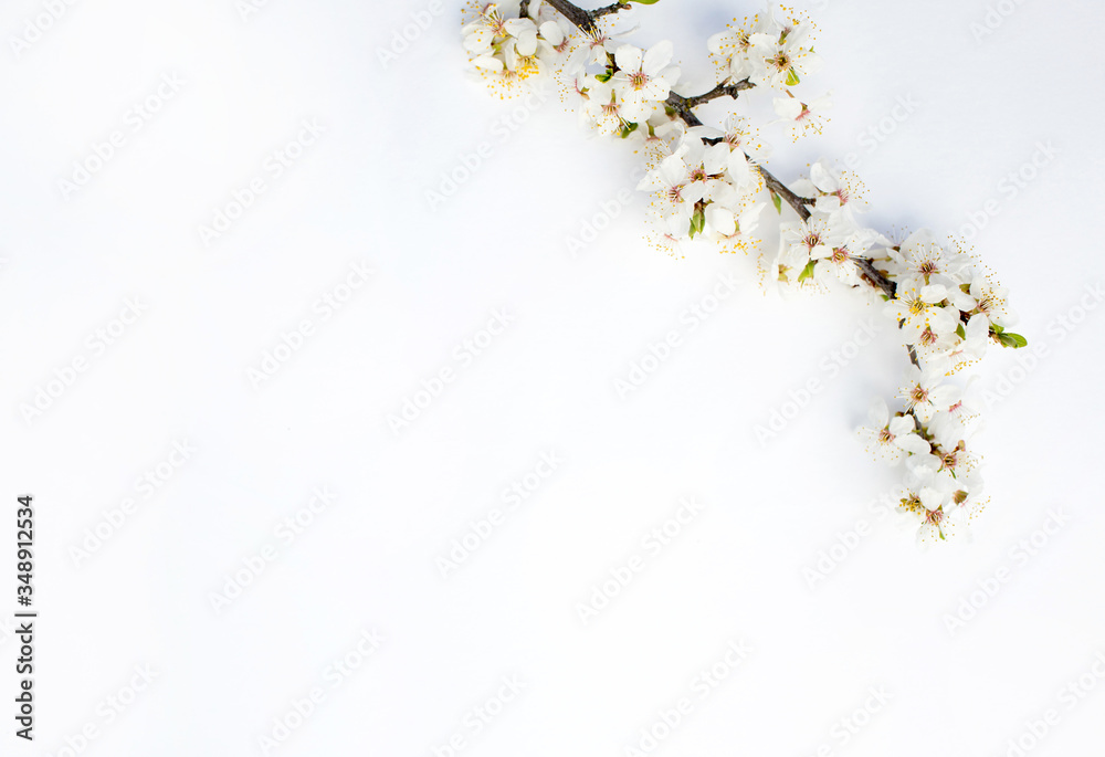 flowering spring cherry branch on a white background. View from above