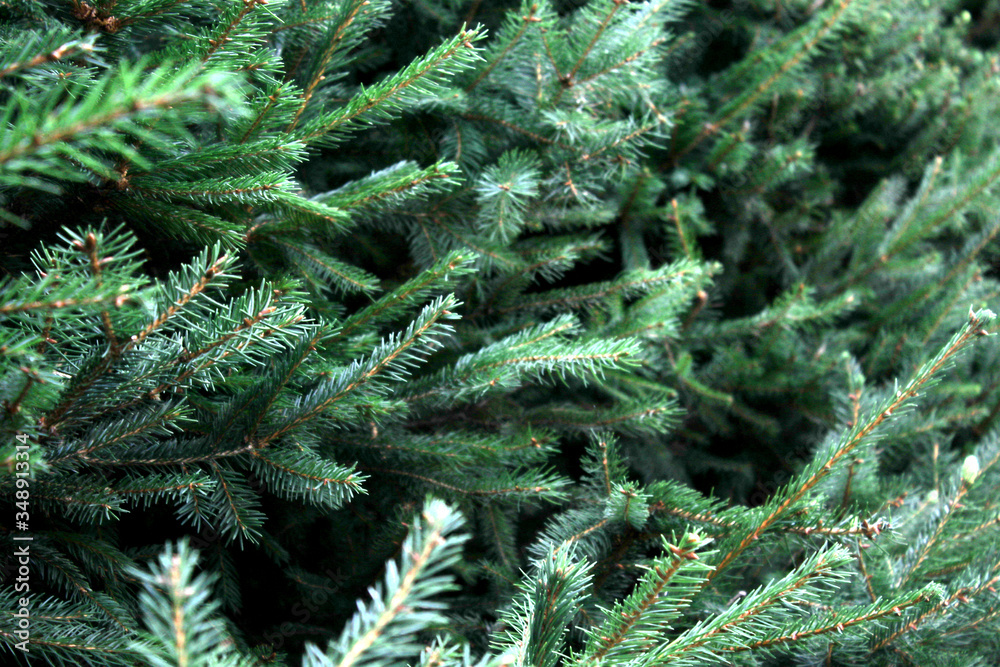 Thick branches of a Christmas tree