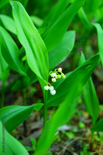 Fragrant stems of white Lily of the valley flower bells growing in the spring garden