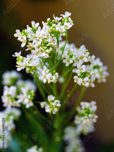 Flowers and leaves of the horseradish plant (armoracia rusticana)