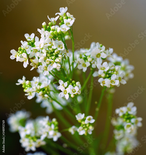 Flowers and leaves of the horseradish plant (armoracia rusticana)