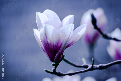 Magnolia flowers in the blue background 