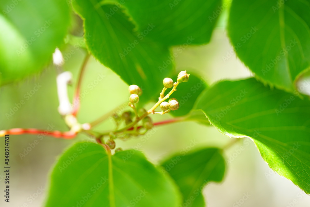 Flower and leaves of the baby kiwi berry fruit (actinidia arguta) growing on the vine Flower and leaves of the baby kiwi berry fruit (actinidia arguta) growing on the vine