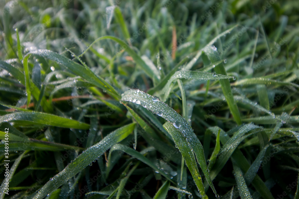 green grass with water drops on the background of sunlight . Soft focus green grass with water drops on the background of sunlight . Soft focus