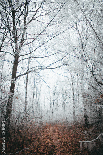  Winter forest and trail