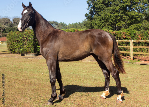 Portrait of a chestnut horse in a field