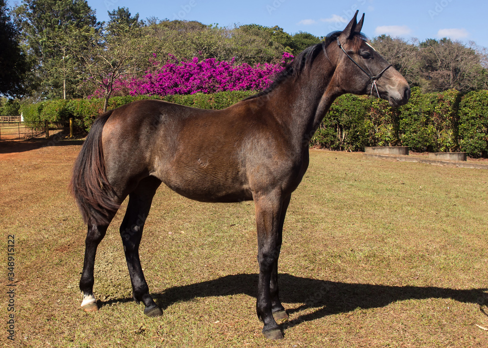 Portrait of a chestnut horse in a field