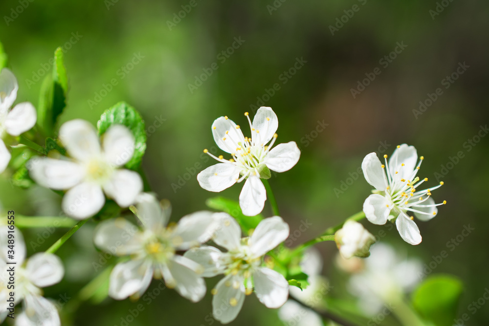 blooming apple tree in spring blooming apple tree in spring