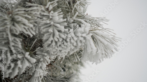 snow covered christmas tree branches