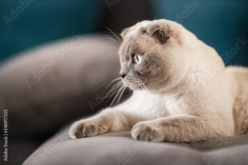 Cute scottish Fold breed cat with blue eyes lying on grey textile sofa at home. Soft fluffy purebred short hair lop-eared kitty. Background, copy space, close up.