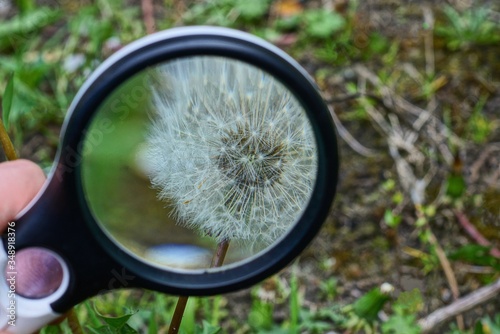 one black magnifier increases white flower dandelion on a green background